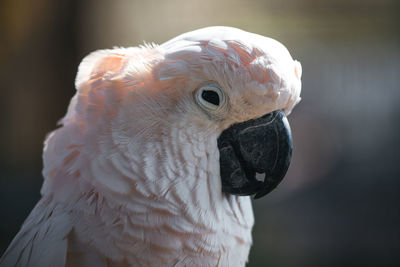 Close-up of a white cockatoo