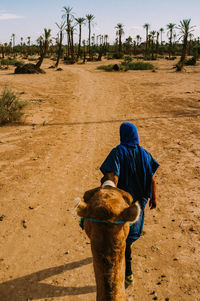 Rear view of a camel on dirt road