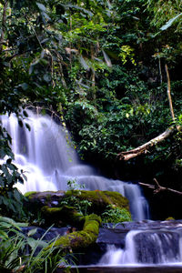 Scenic view of waterfall in forest