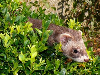 Close-up of a lizard on plants