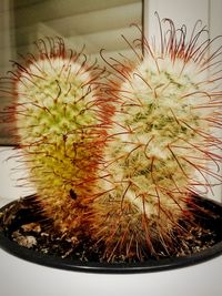 Close-up of cactus plant