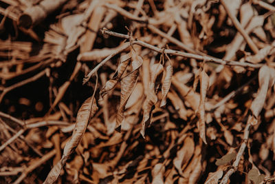 Close-up of dried plant on field