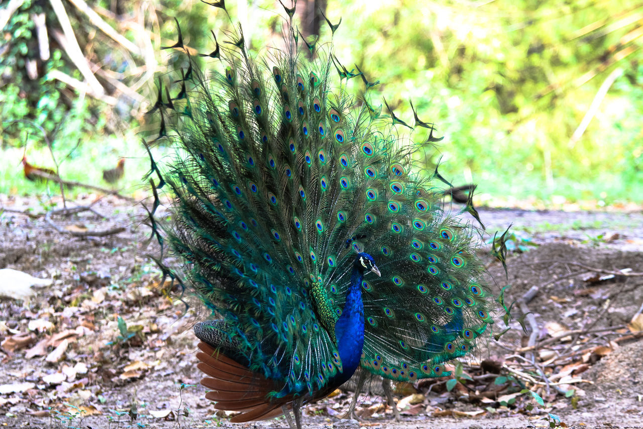 CLOSE-UP OF A PEACOCK ON FIELD