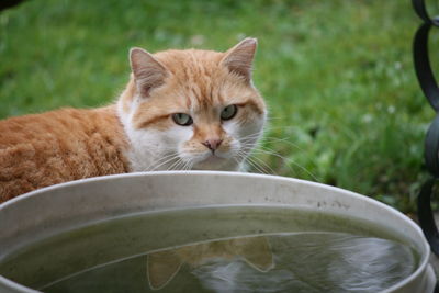 Close-up portrait of cat