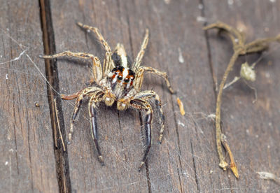 High angle view of spider on wood