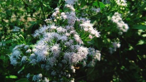 Close-up of white flowering plant