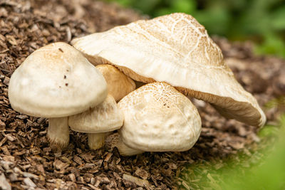 Close-up of mushrooms growing on land