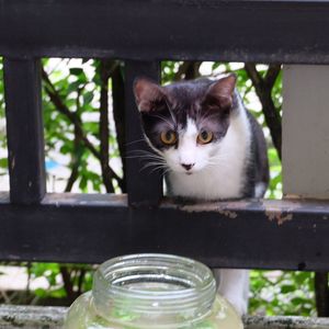 Close-up portrait of cat sitting outdoors