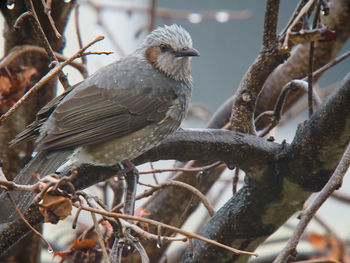 Close-up of owl perching on branch