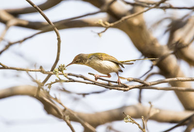 Close-up of bird perching on tree