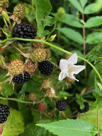 Close-up of blackberries growing on plant