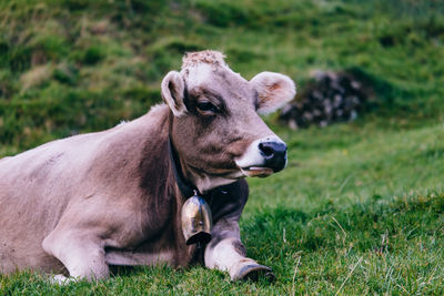 View of a dog on field