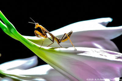 Close-up of insect on flower