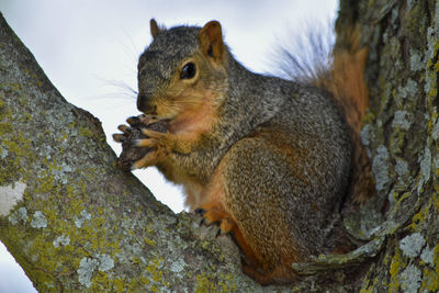 Squirrel on tree trunk