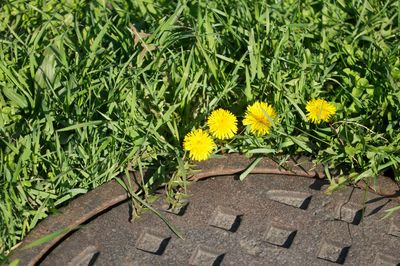 High angle view of yellow flowering plants