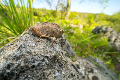 Close-up of insect on rock