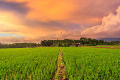 Scenic view of agricultural field against sky during sunset