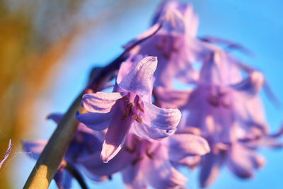 Close-up of wilted flower