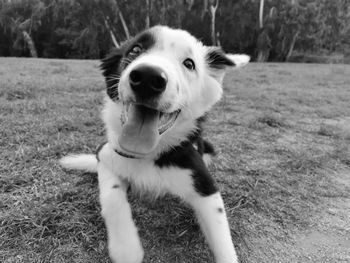 Portrait of dog on field