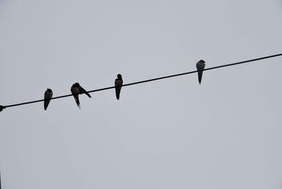 Low angle view of birds perching on cable against sky