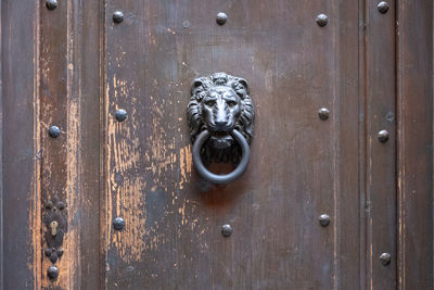 Close-up of cat on wooden door