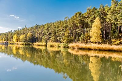 Scenic view of lake by trees in forest