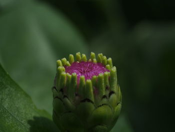 Close-up of flower