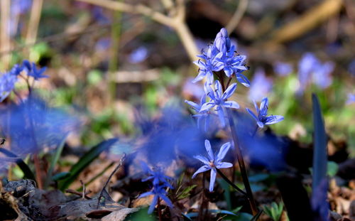 Close-up of purple flowering plant