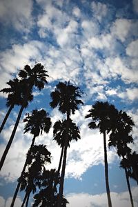 palm tree