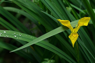 Close-up of wet yellow flowering plant