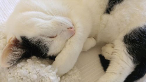 Close-up of cat sleeping