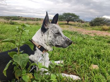 Close-up of dog on field against sky