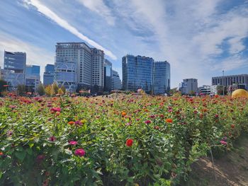 View of flowering plants on field against sky