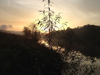 Trees on field against sky at sunset