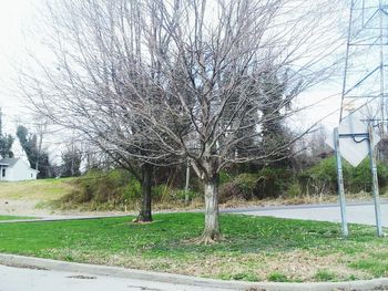 Bare trees on roadside