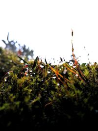 Close-up of flowers on grass against clear sky