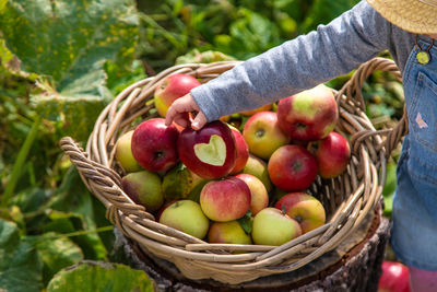 Midsection of woman holding apples in basket