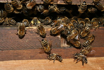 Close-up of bee on table