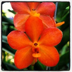 Close-up of red flower