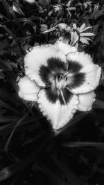 Close-up of flower plant