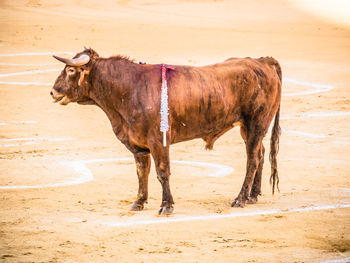 Cow standing in a field