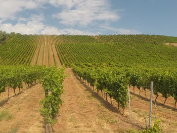 Scenic view of vineyard against sky