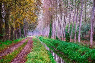 Footpath amidst trees in forest during autumn