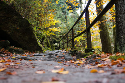 Trees growing in forest during autumn