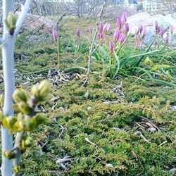 Close-up of plants