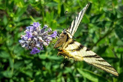 Close-up of insect on flower