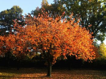 Trees in autumn