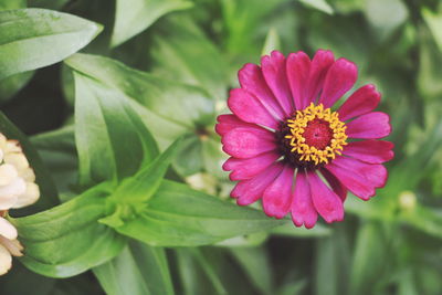 Close-up of pink flowering plant