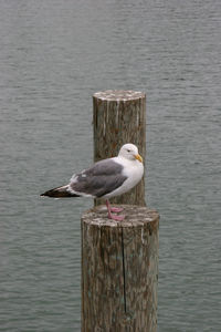 Close-up of seagull perching on wooden post by lake