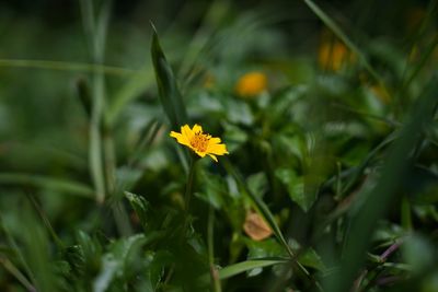 Close-up of yellow flowering plant on field